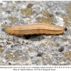 melanargia hylata talysh larva4e